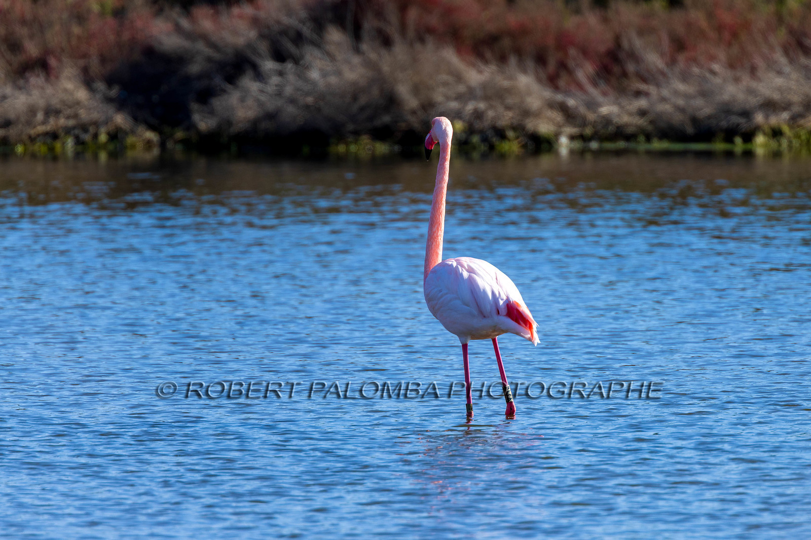 Flamant rose