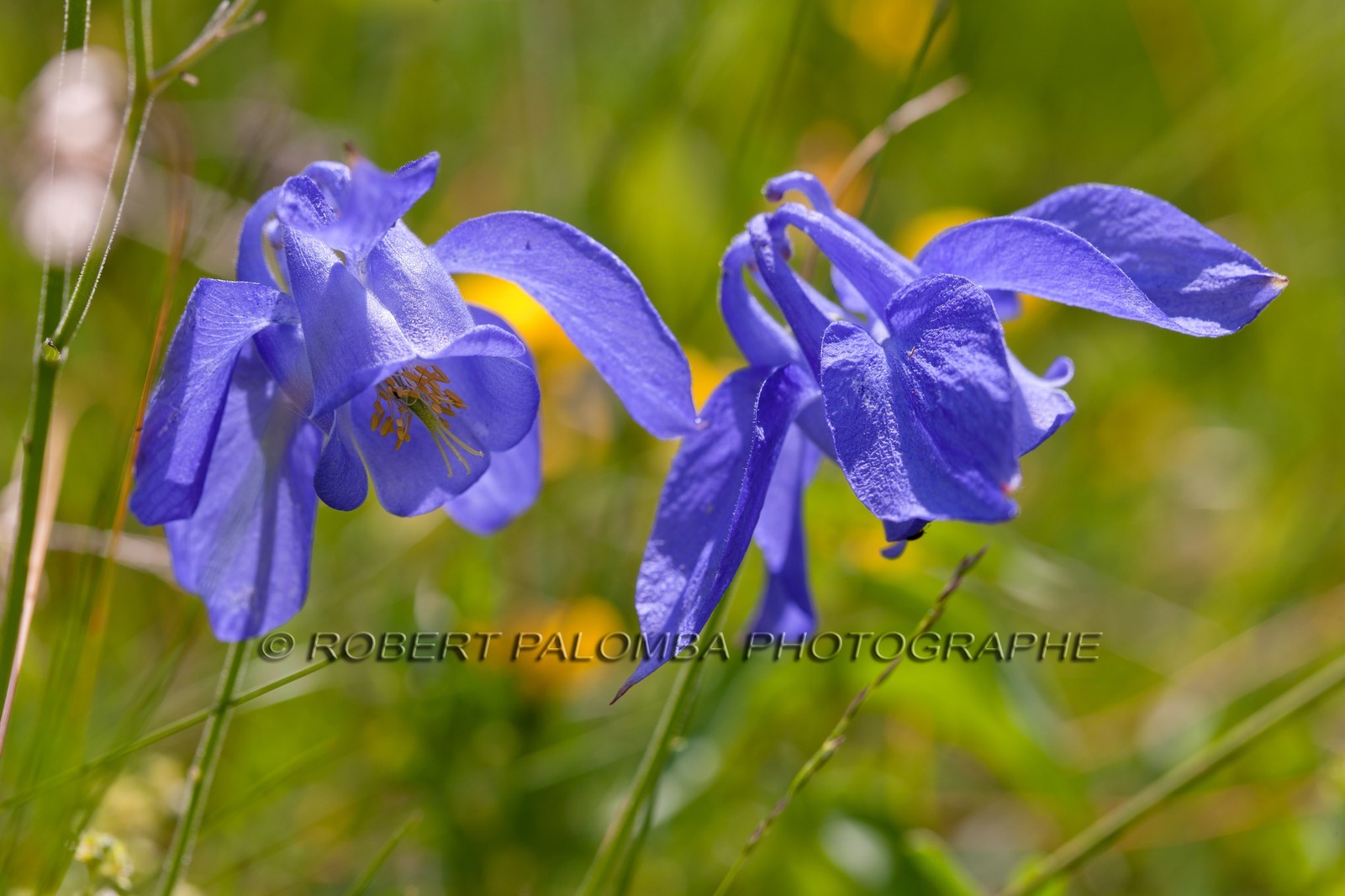 Ancolie des Alpes, Aquilegia alpina