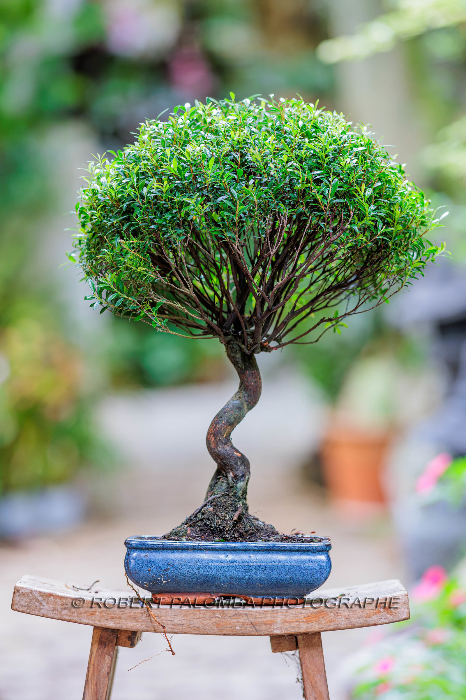 Bonsai