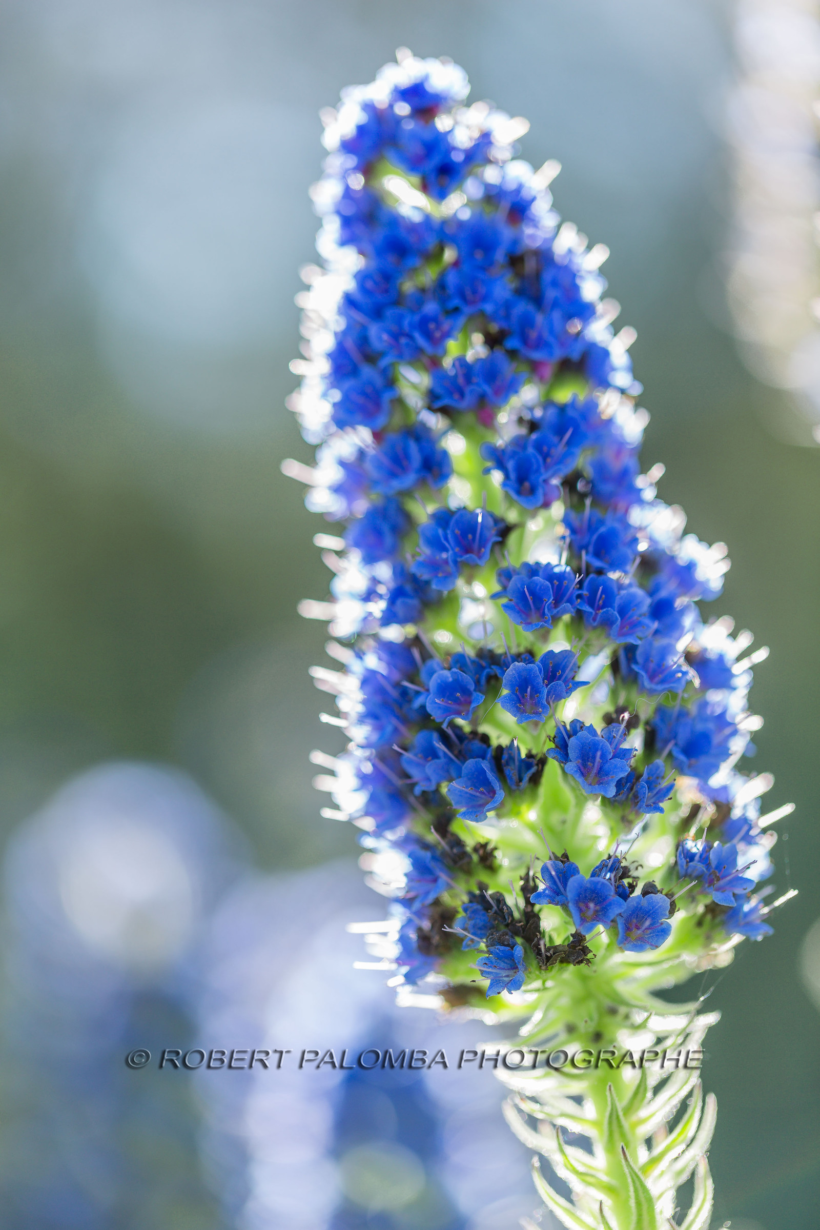 Flore Méditerranéenne