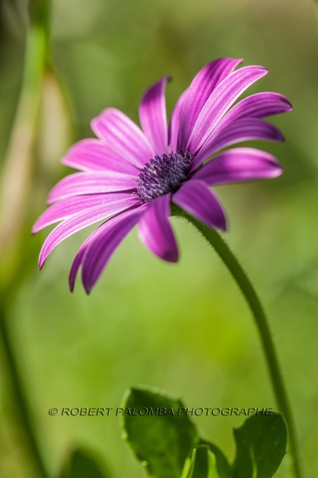 Flore Méditerranéenne