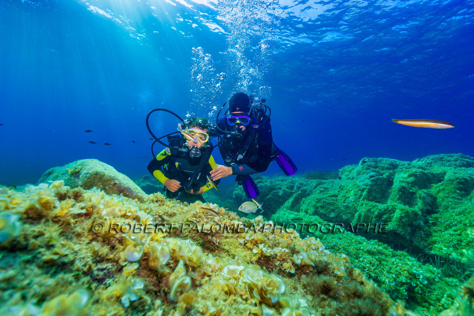 Plongée-sous-marine