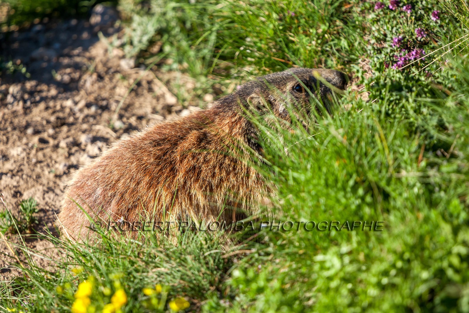 Marmotte, Marmota