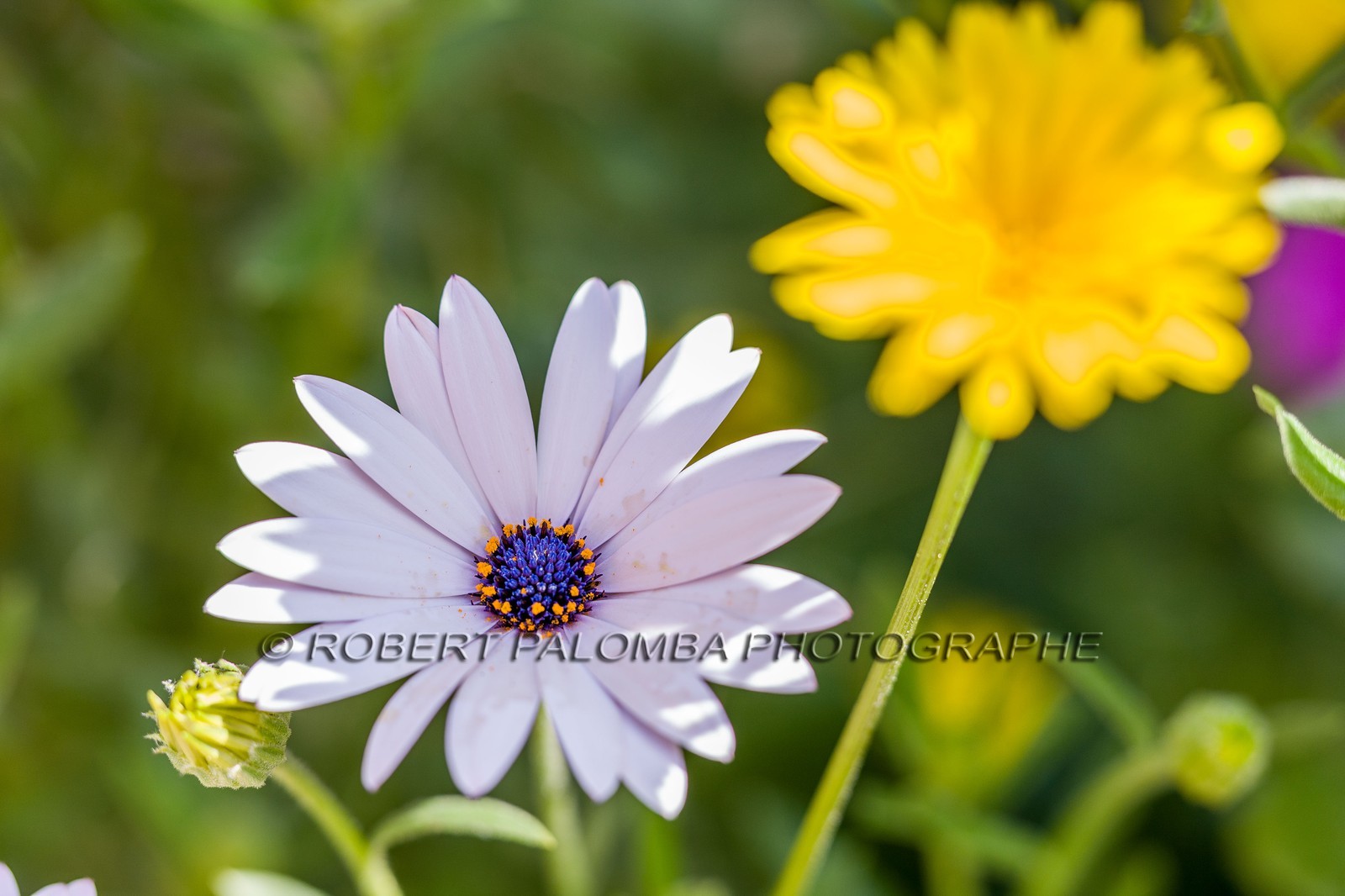 Marguerite, Leucanthemum vulgare