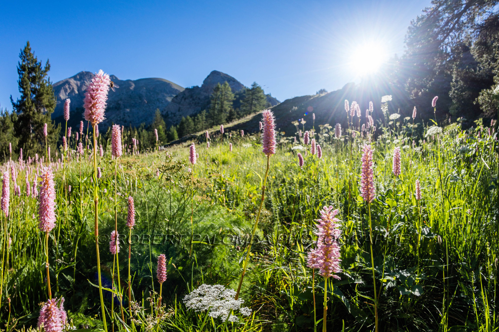 Lac d'Allos