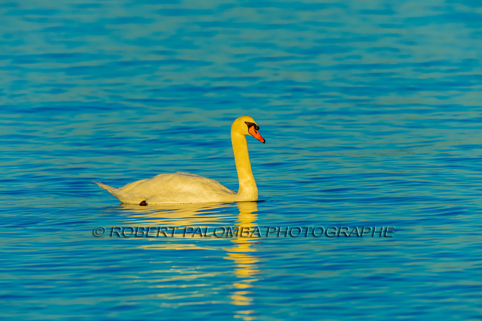 Lérins Sainte Marguerite 2024