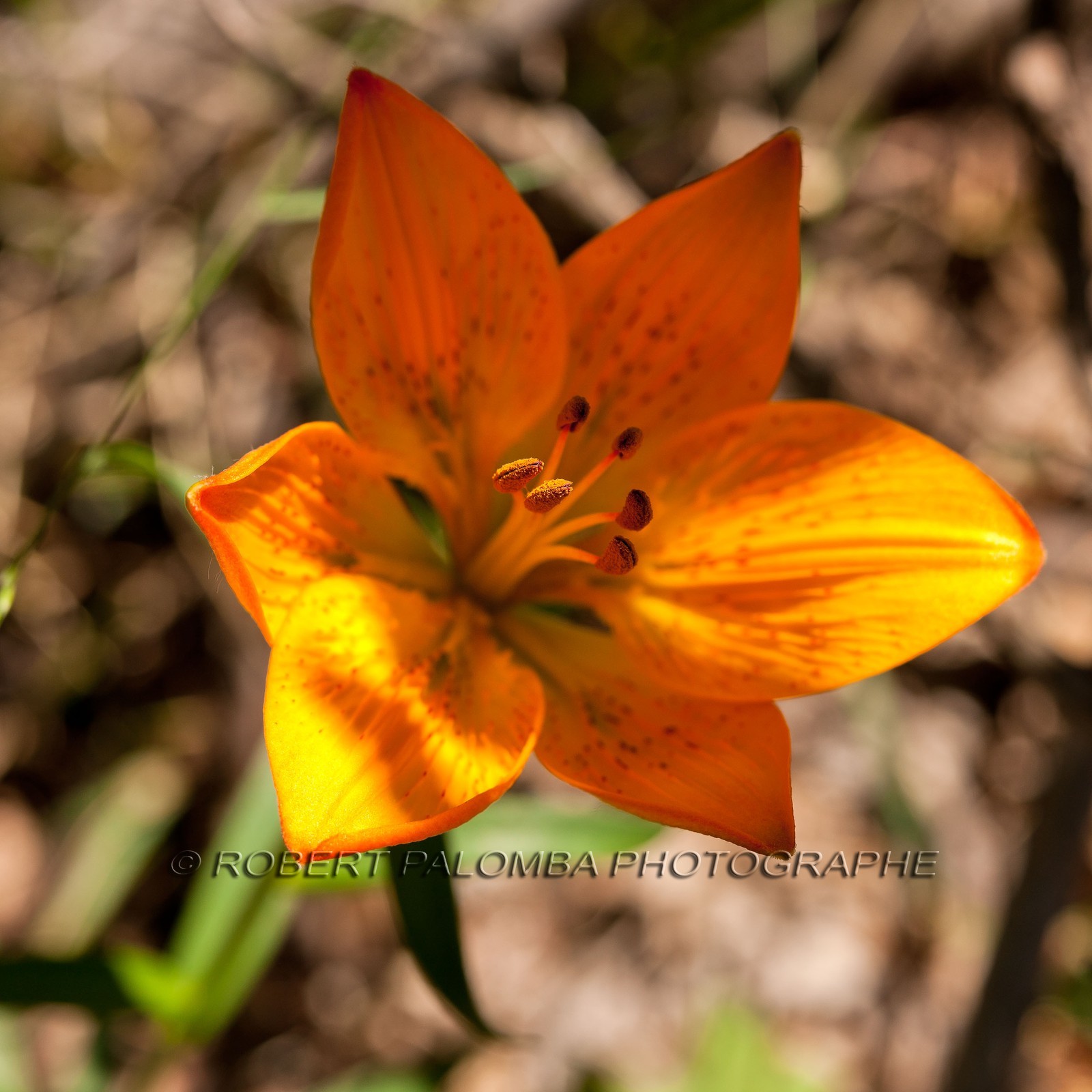 Lis Martagon,Lilium Martagon