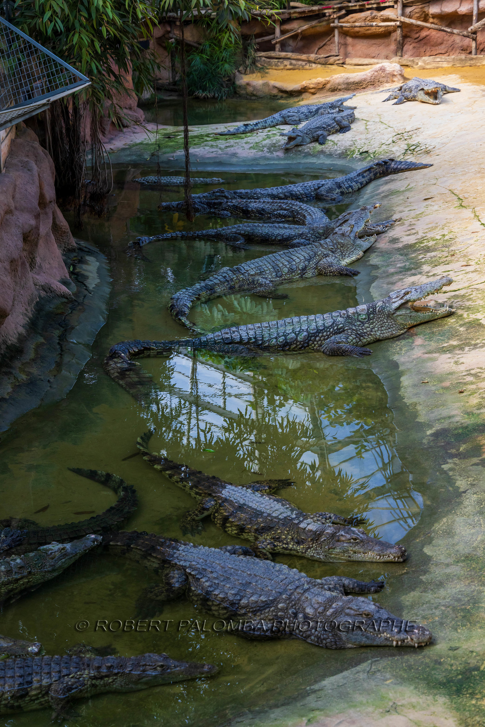 La Ferme aux crocodiles
