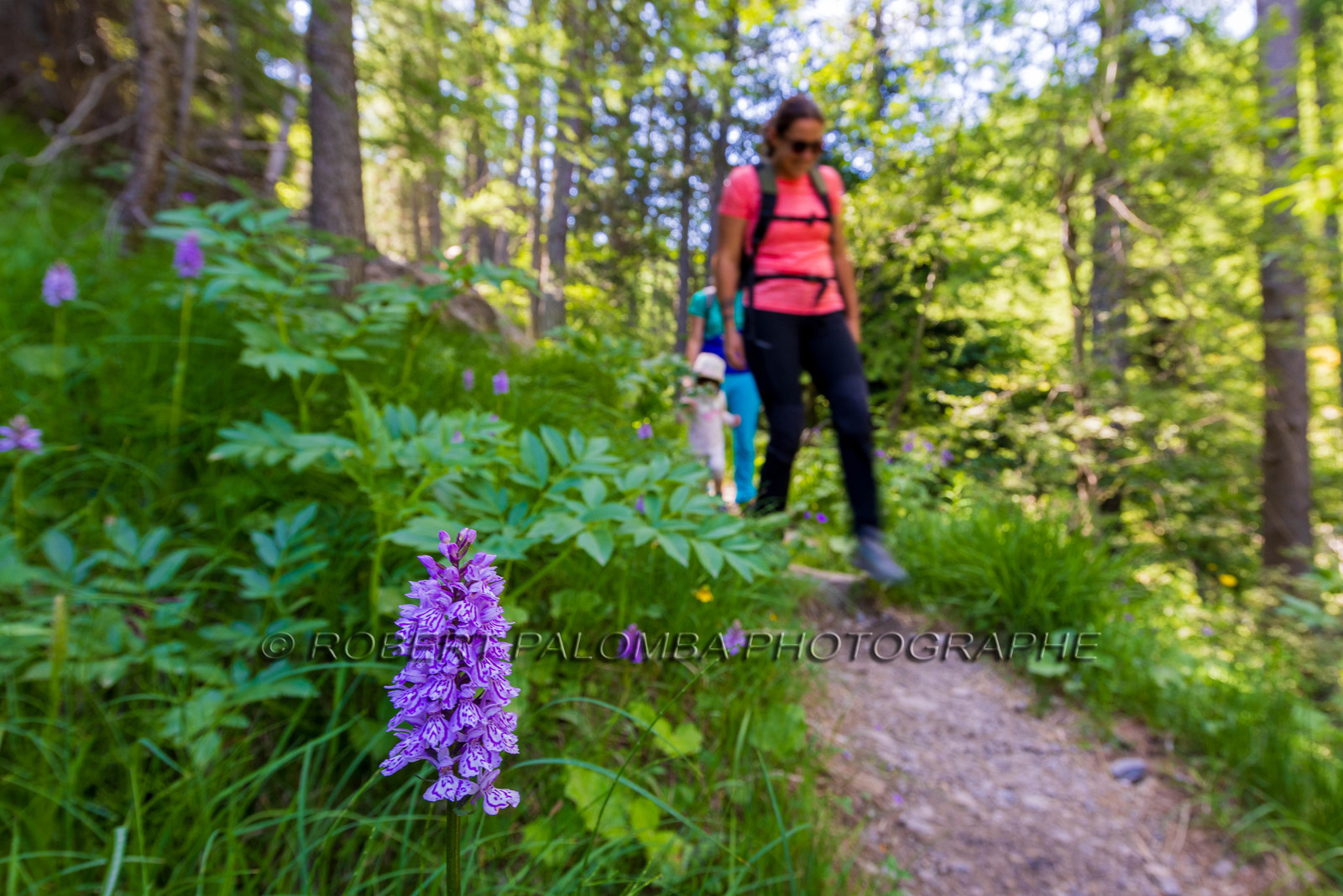 Alpes-de-Haute-Provence (04) Val d'Allos