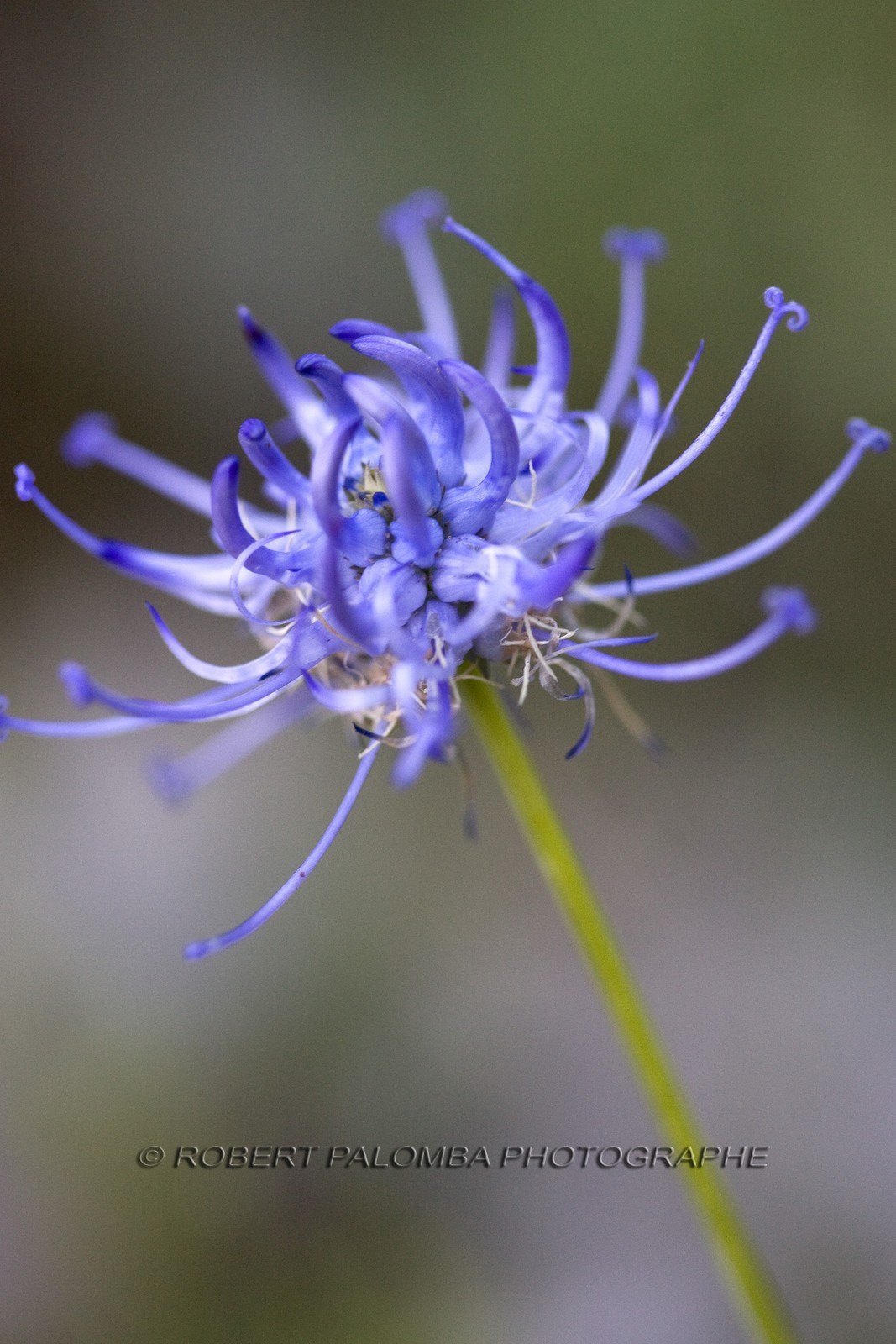Globulaire, Globularia.