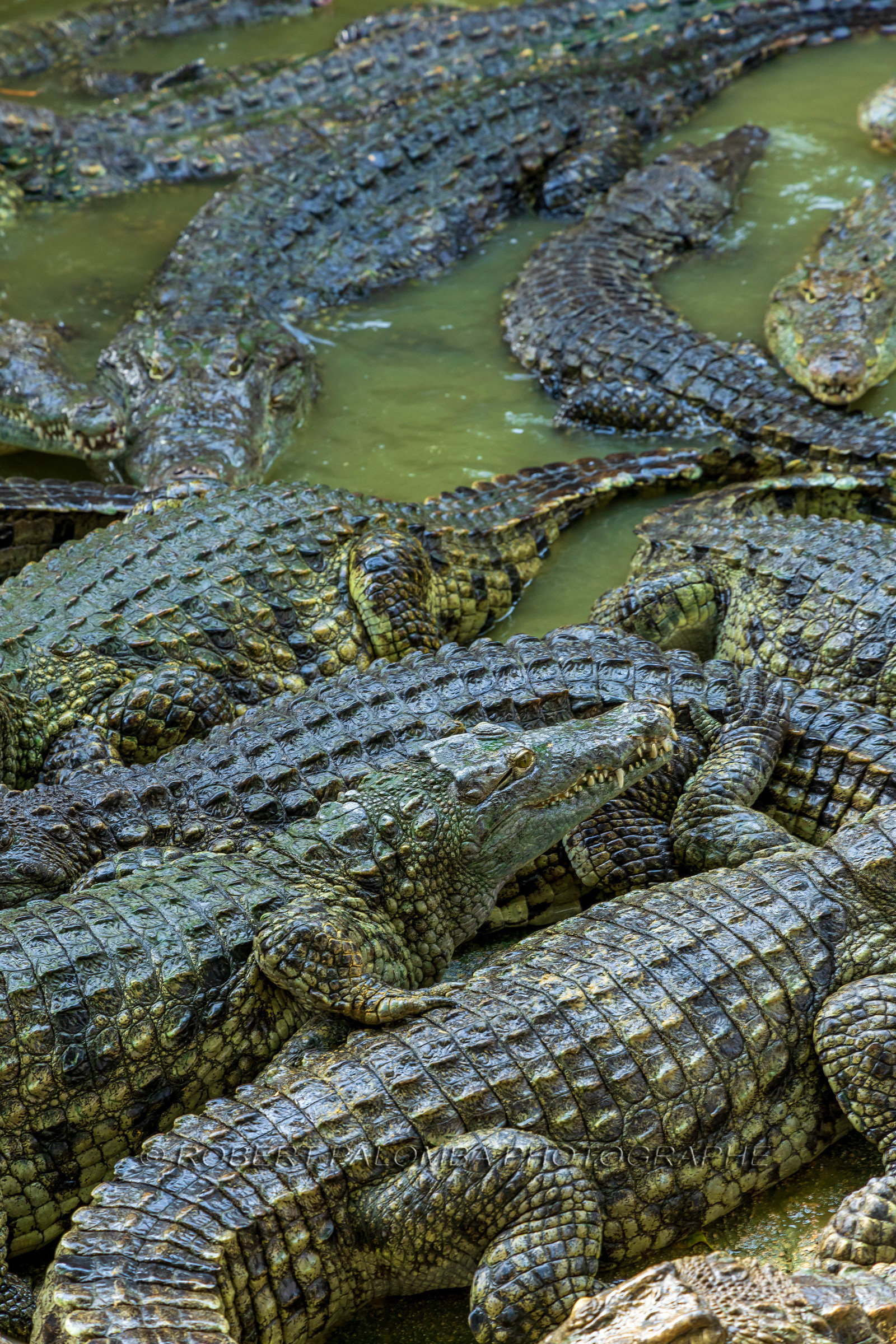 La Ferme aux crocodiles