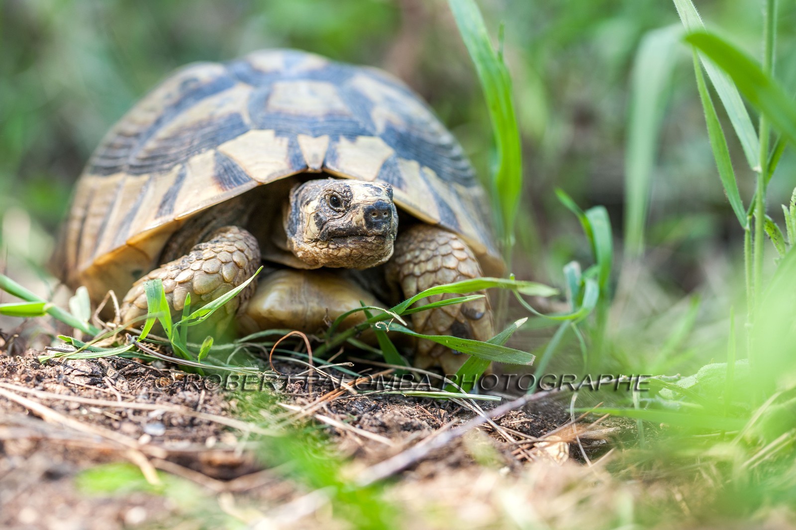 Tortue d'Hermann,Testudo hermanni