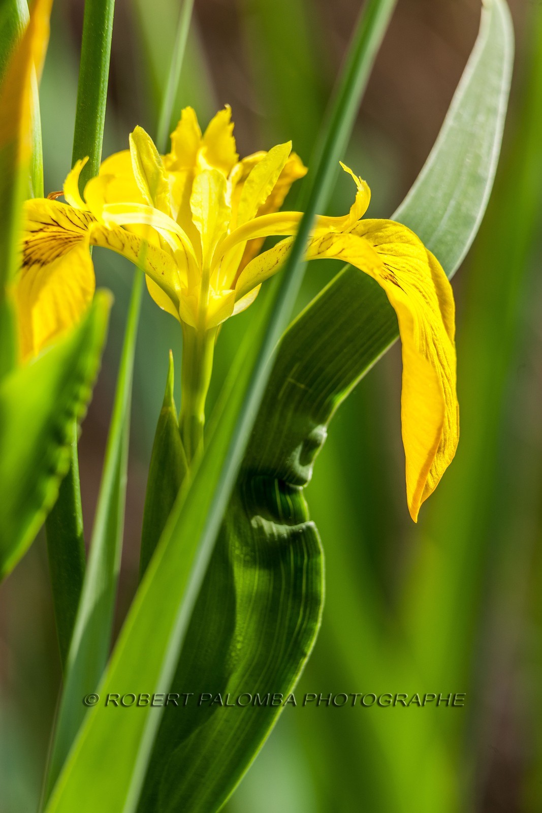 Iris Jaune, Iris pseudacorus