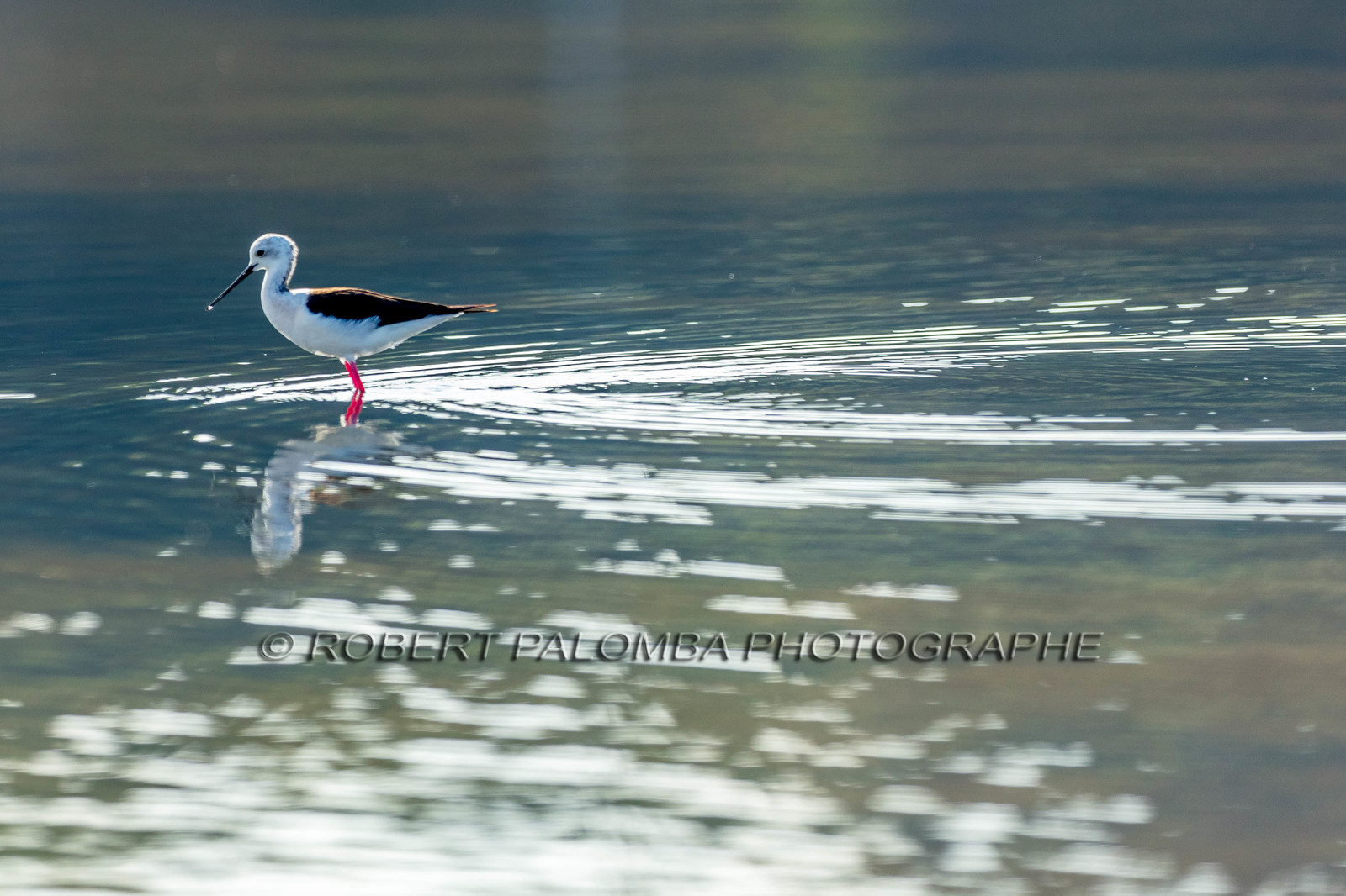 Salins d'Hyères