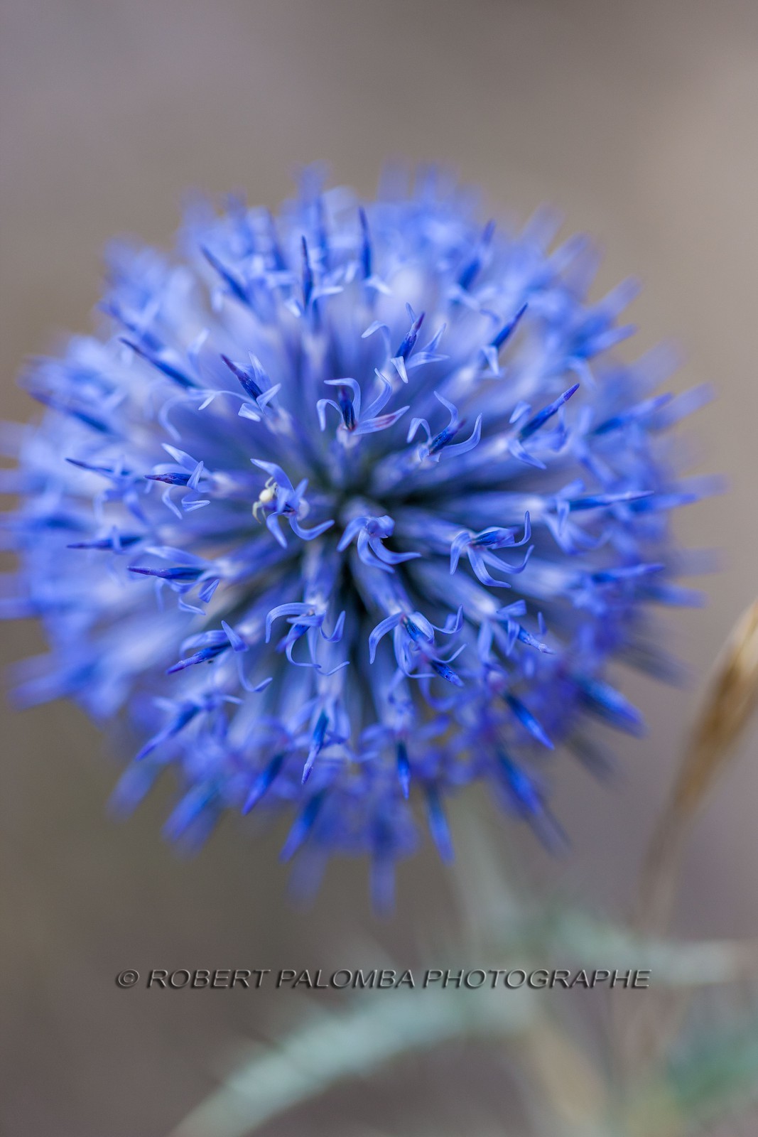 Chardon, Carduus defloratus