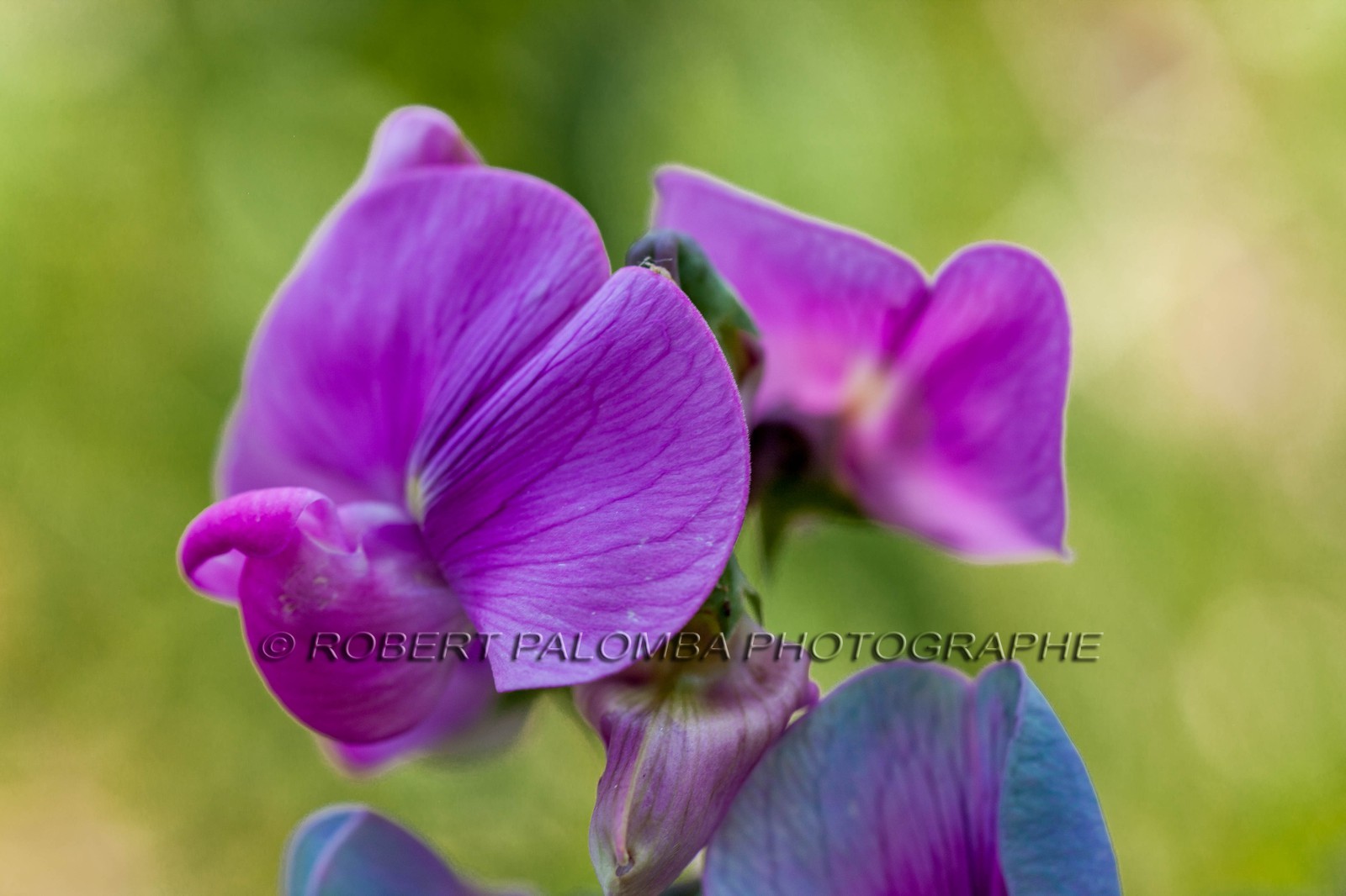 Flore Méditerranéenne