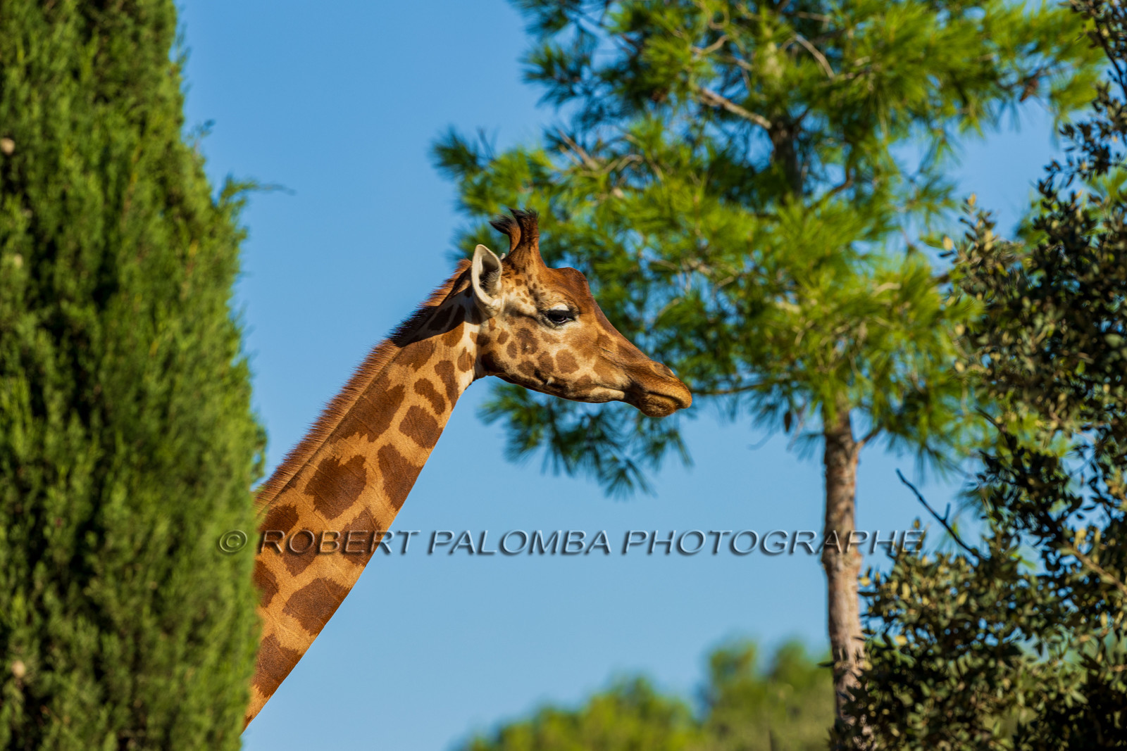 Parc animalier de la Barben