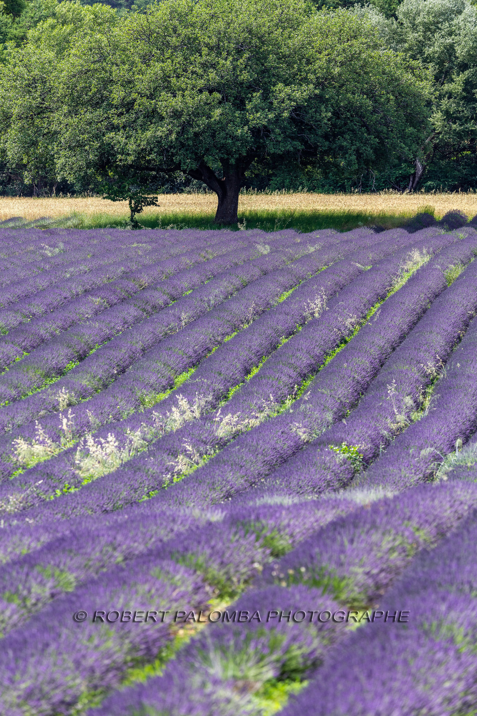 Lavande, Lavandula