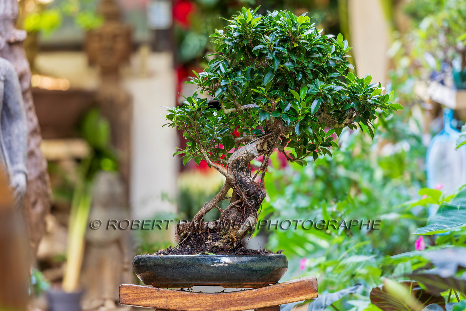 Bonsai Center