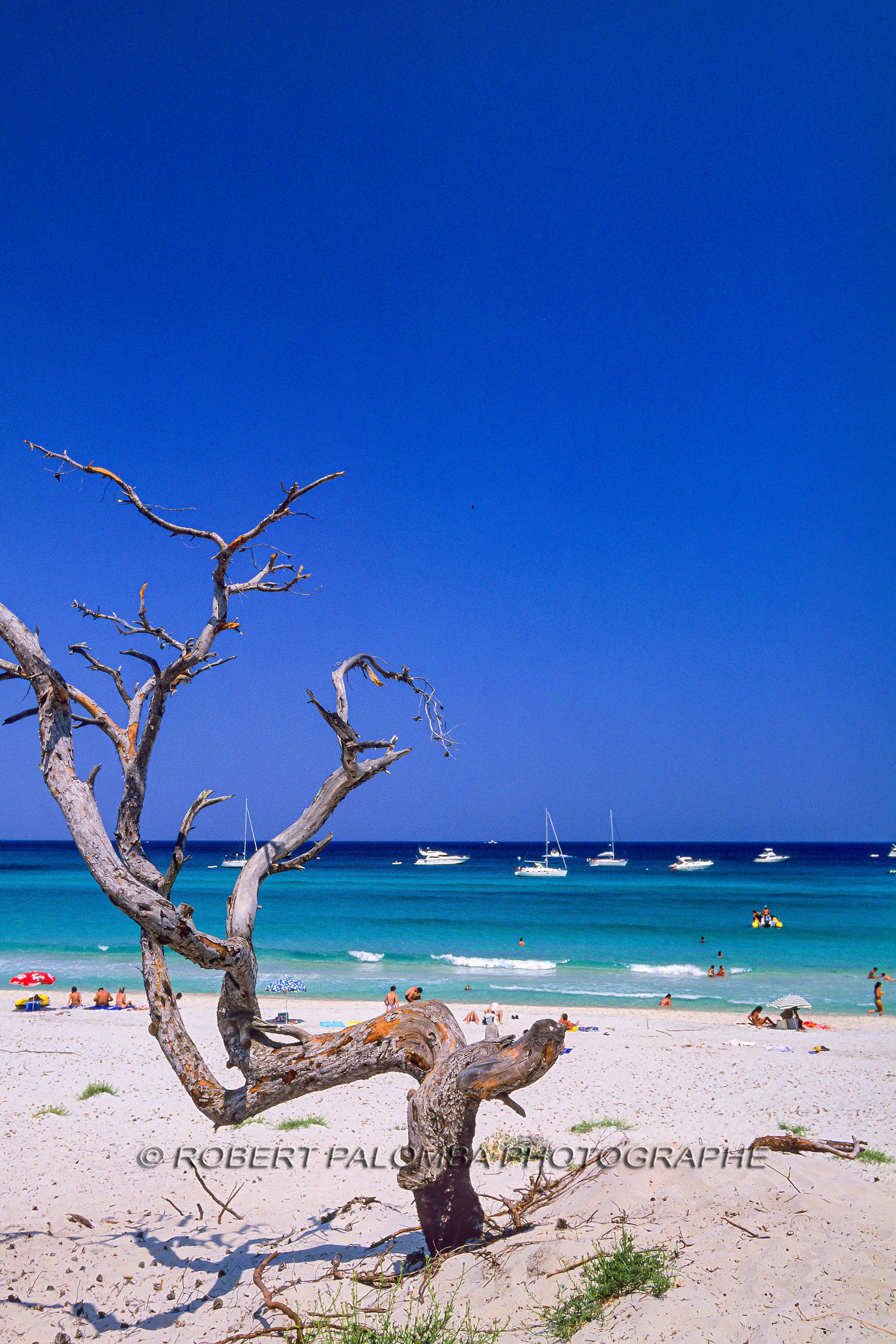 Saleccia