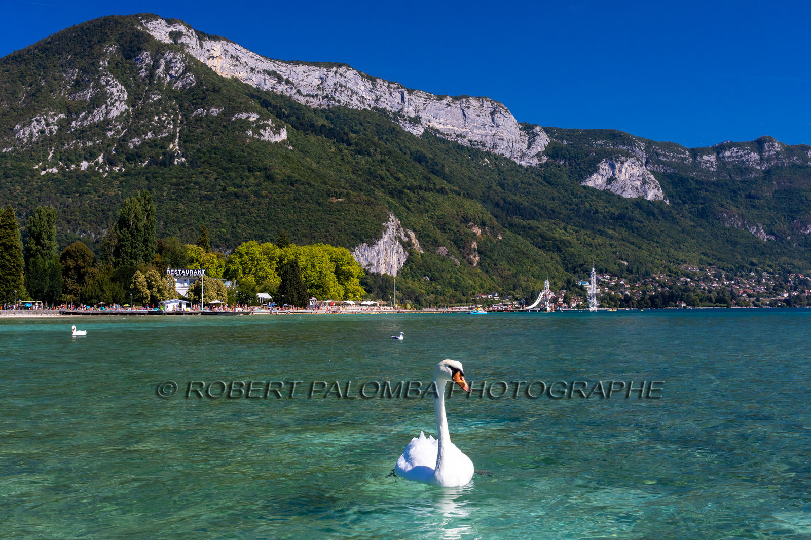 Cygne sur le Lac d'Annecy