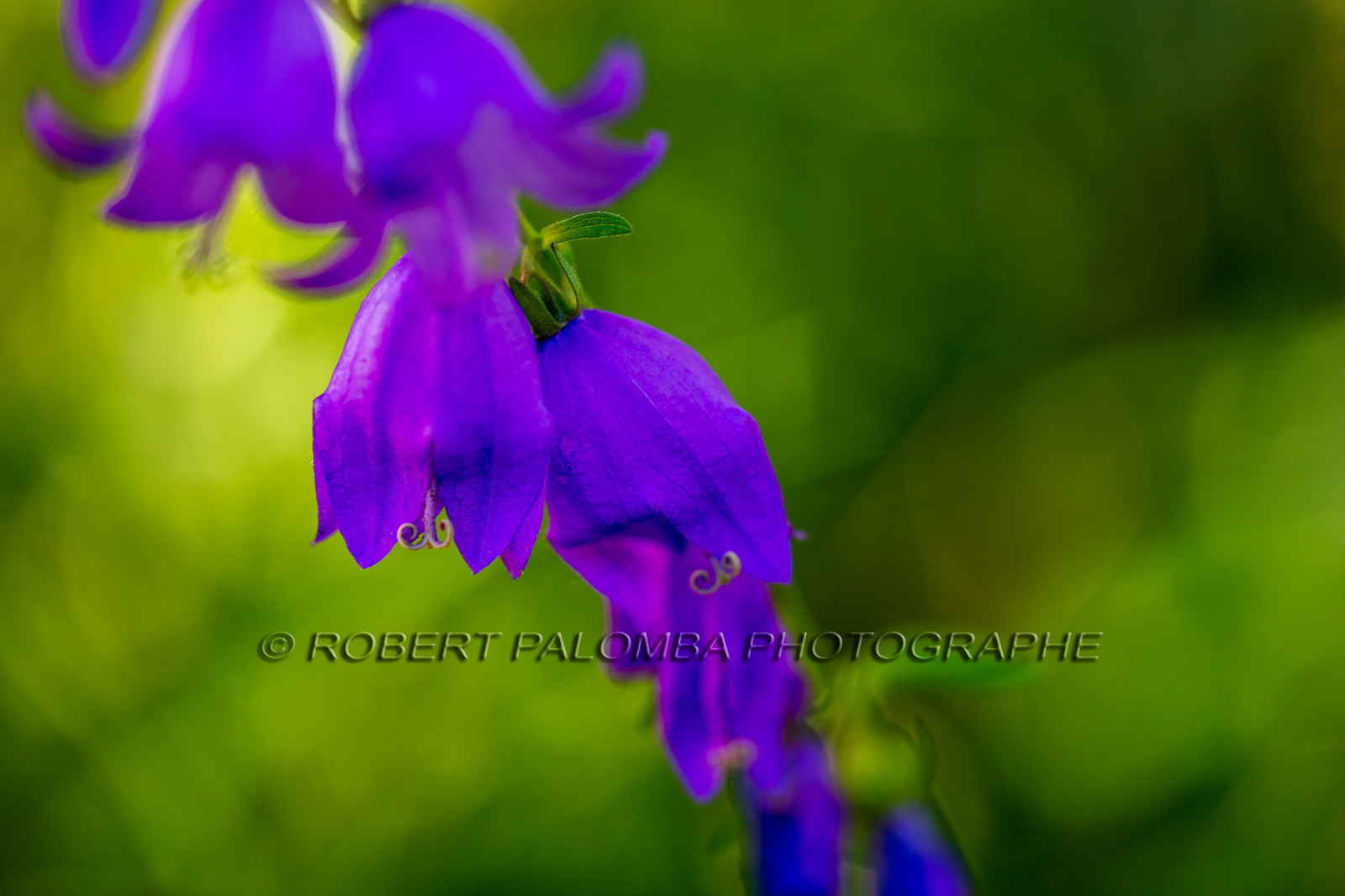 Alpes-de-Haute-Provence (04) Val d'Allos