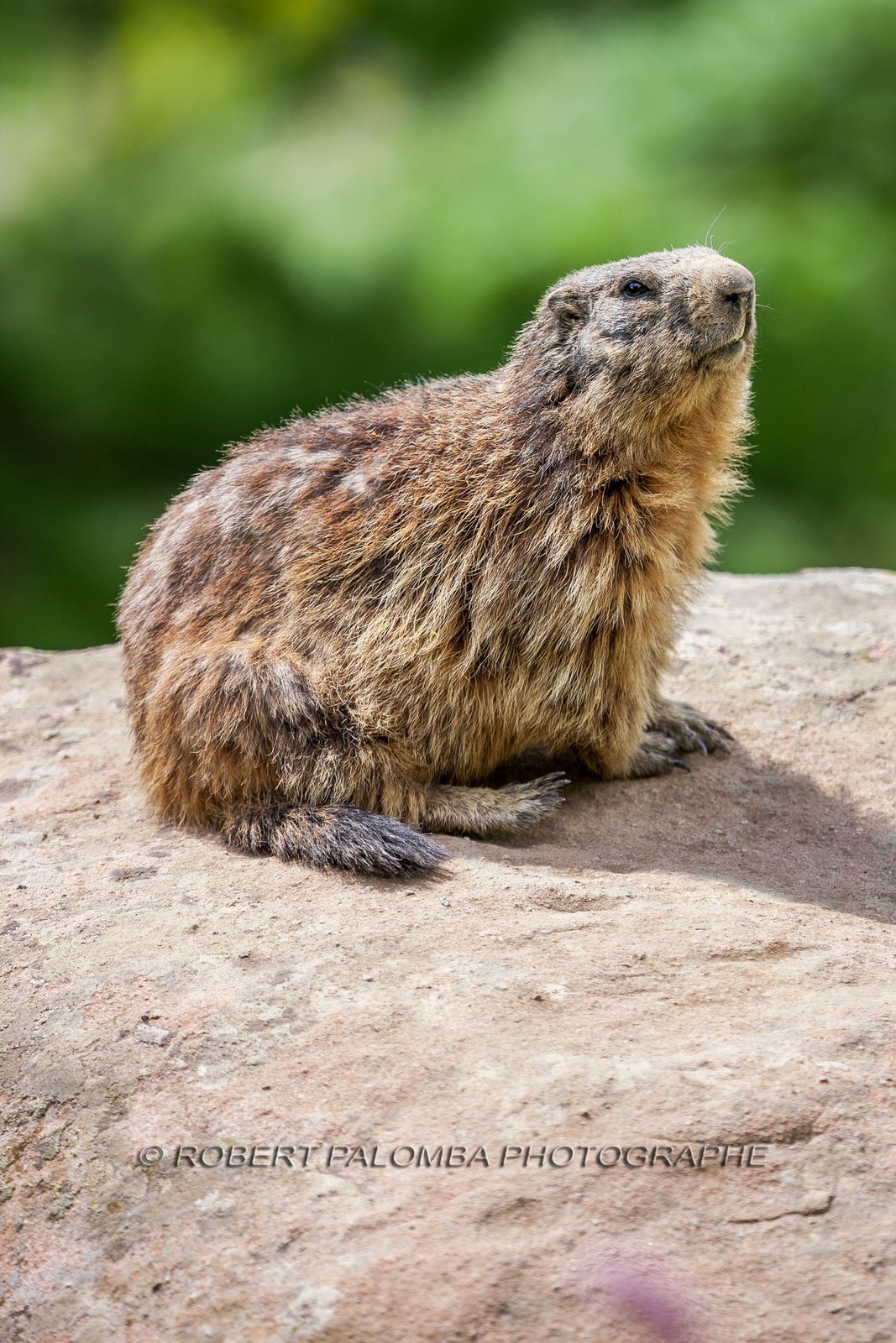 Marmotte, Marmota