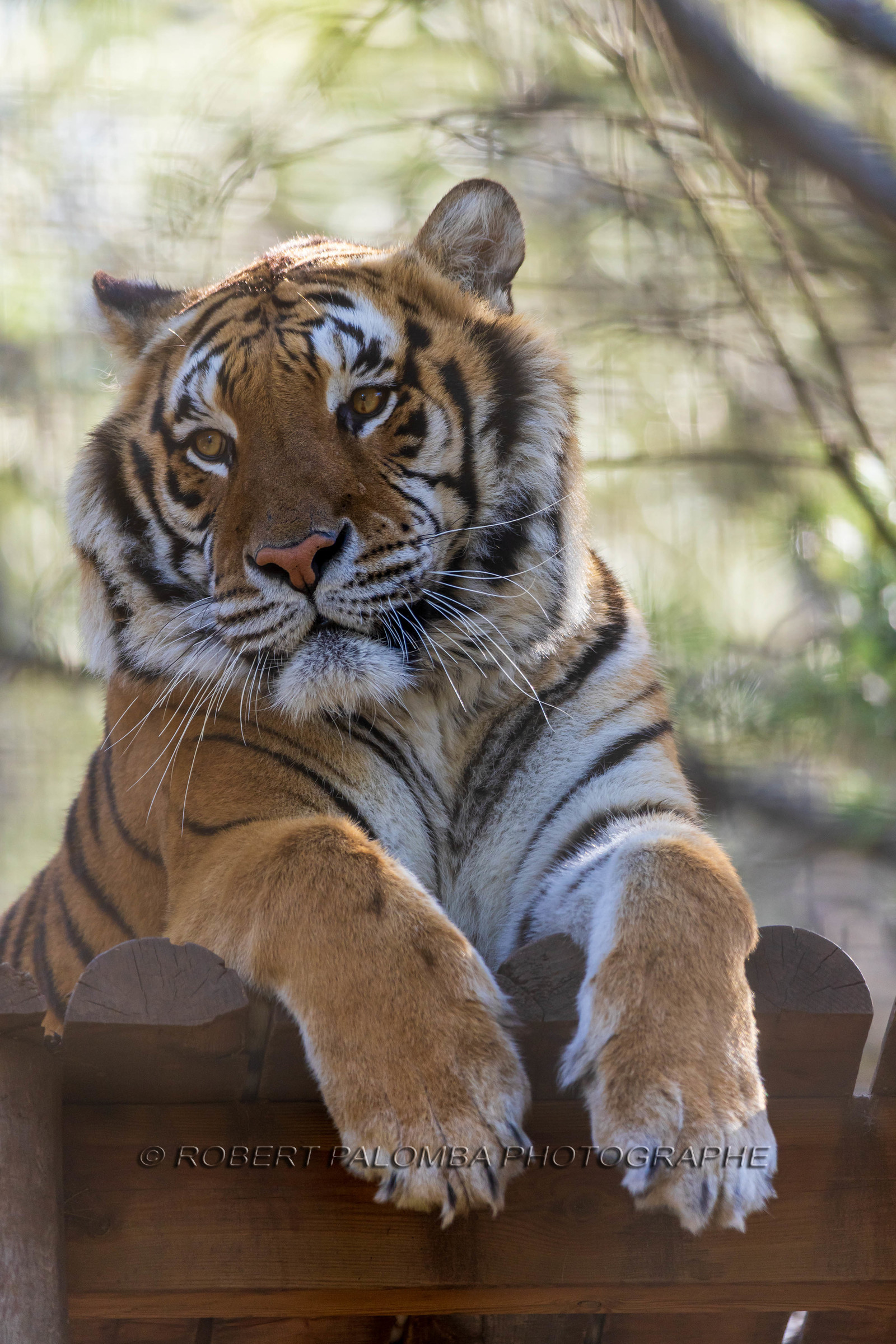 Tigre