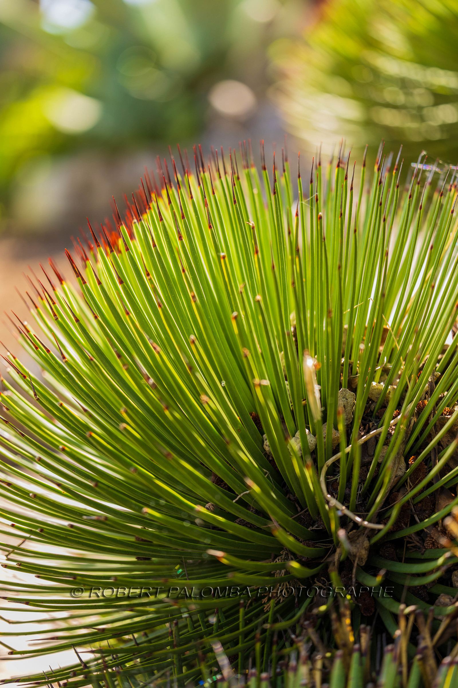 Eze Jardin exotique