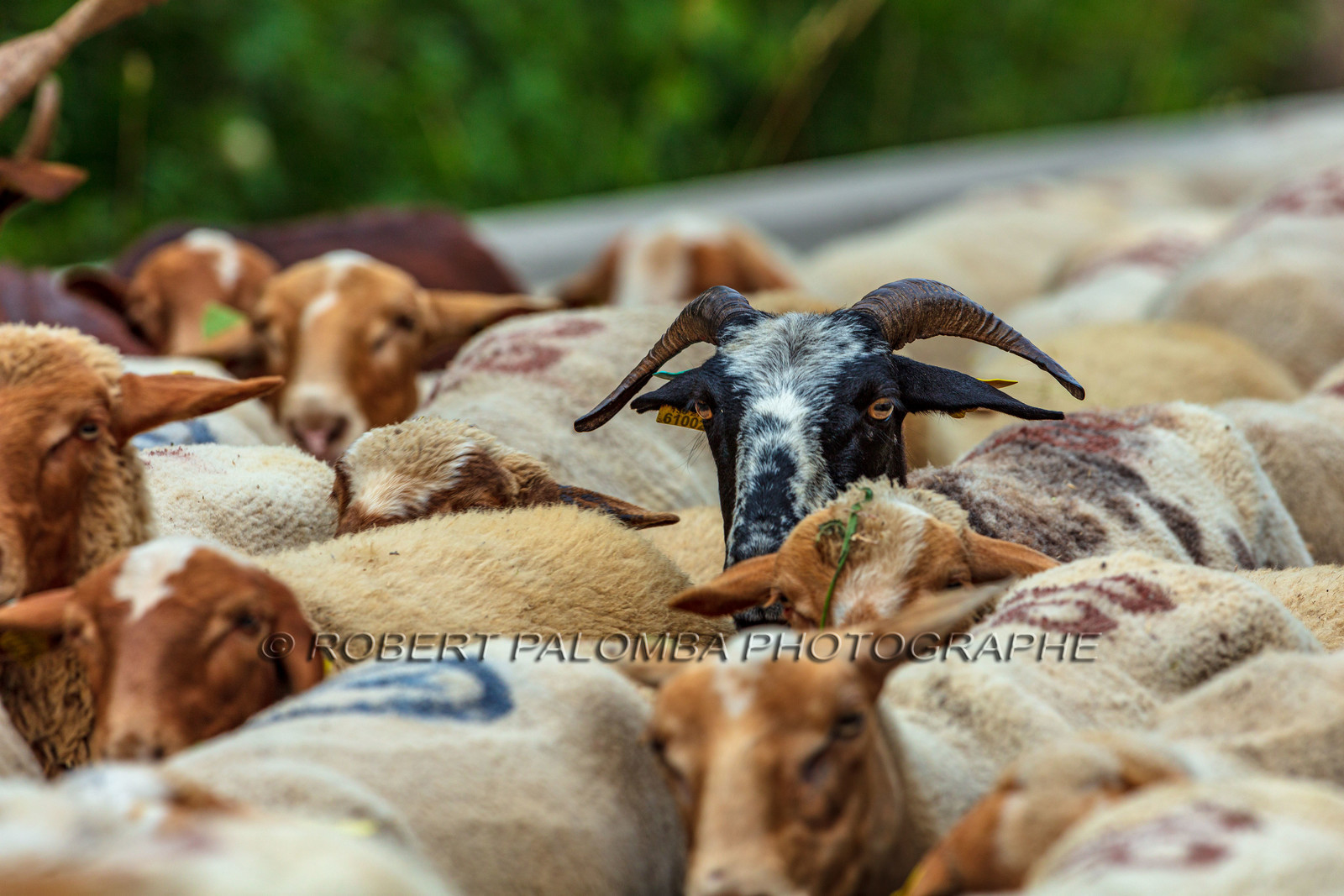 Transhumance
