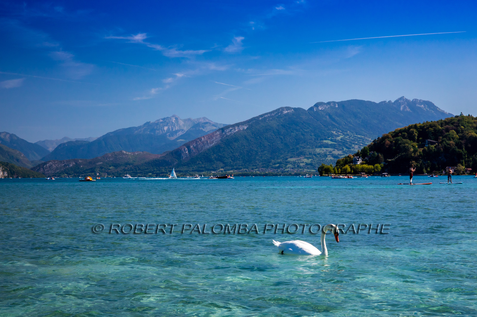 Cygne sur le Lac d'Annecy
