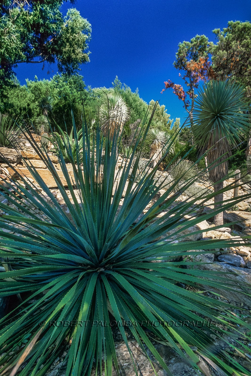 .Rayol-Canadel-sur-Mer