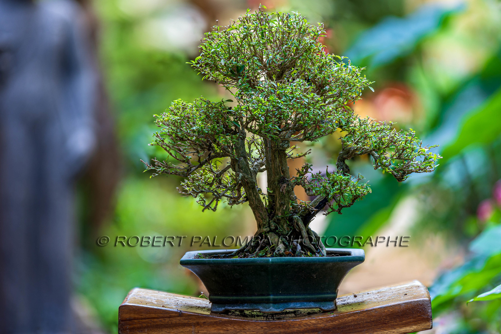 Bonsai Center