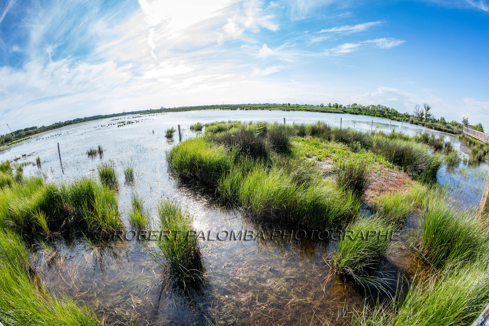 Camargue