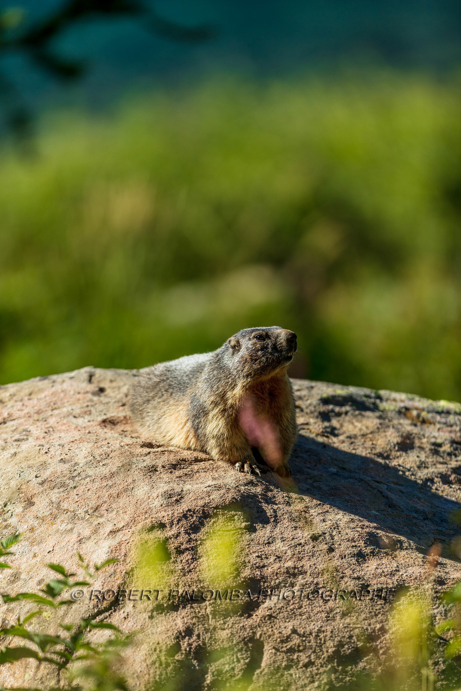 Marmotte