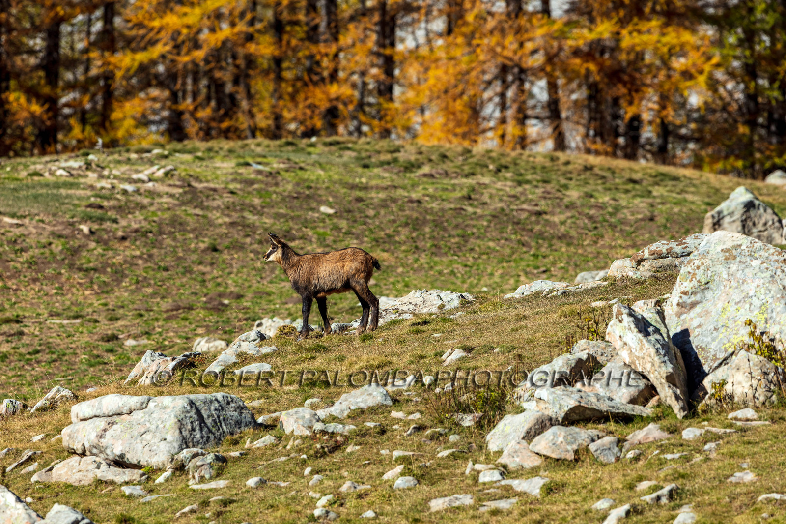 Chamois, Rupicapra rupicapra