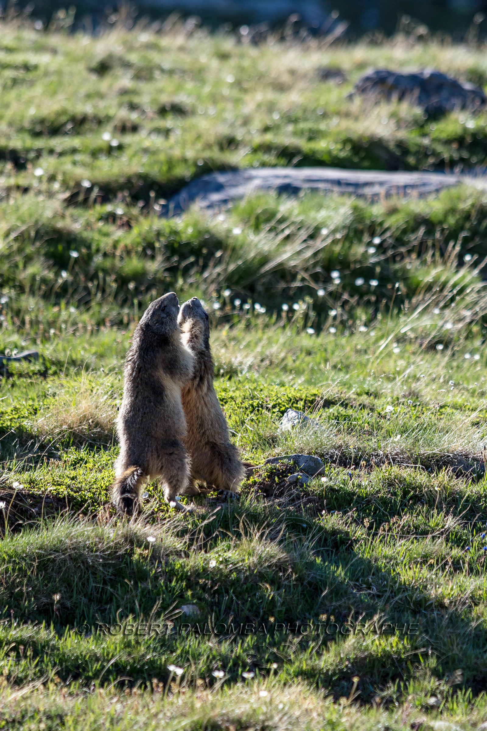 Marmotte, Marmota