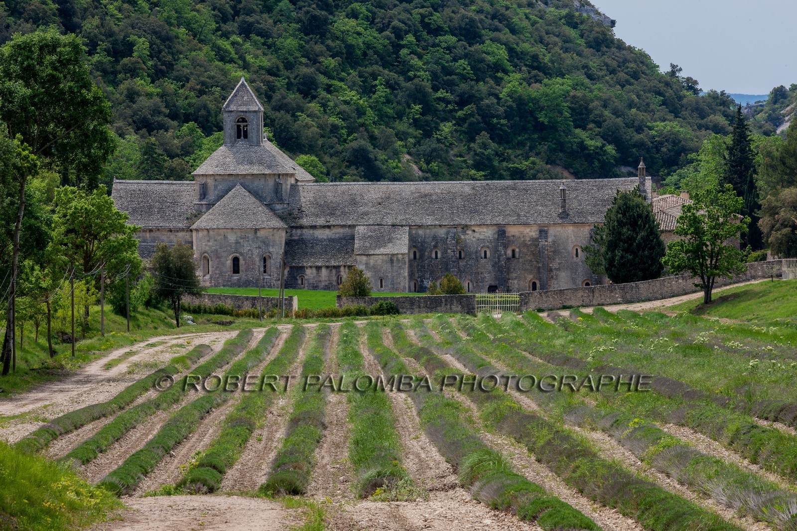 Abbaye de Sénanque