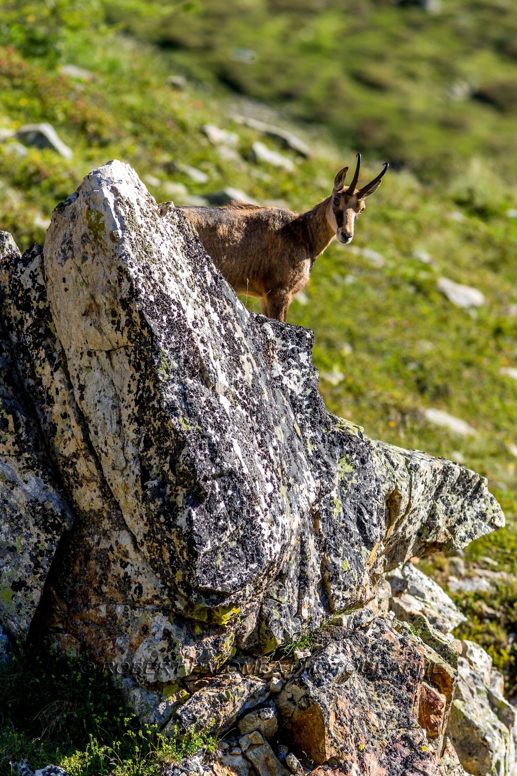 Chamois