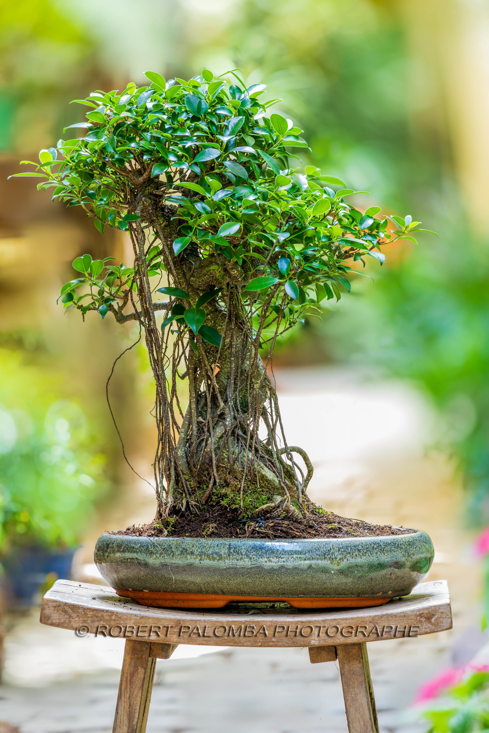 Bonsai Center