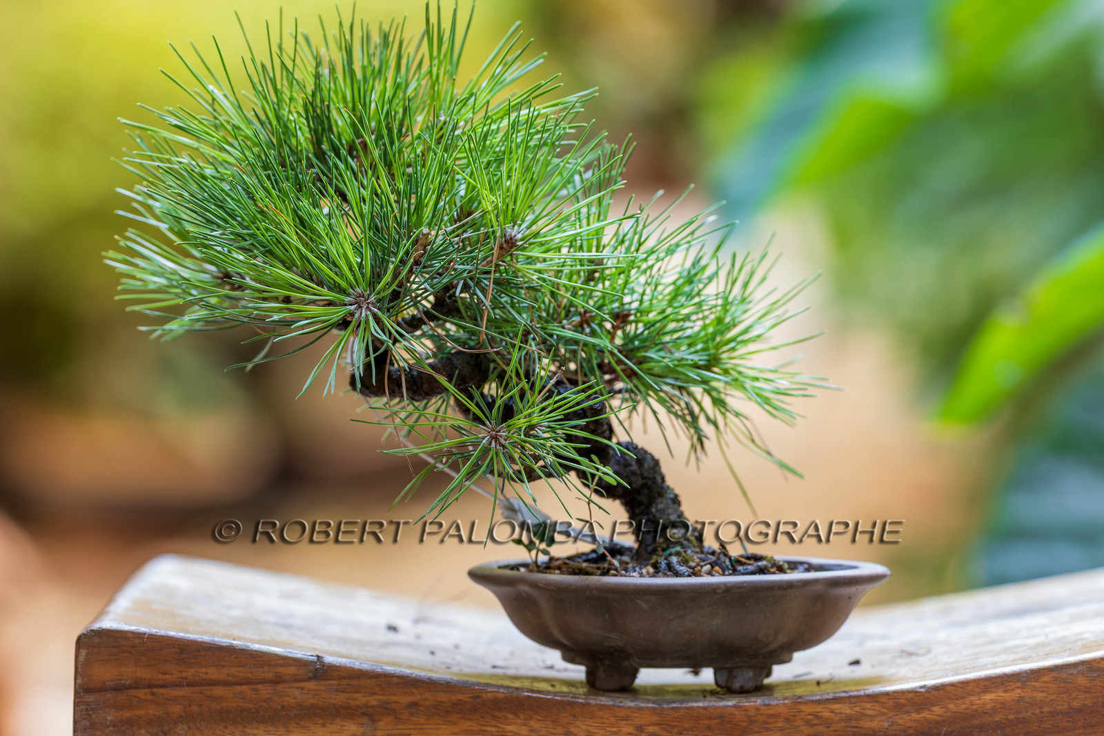 Alpes-Maritimes (06) Nice, Bonsaï,