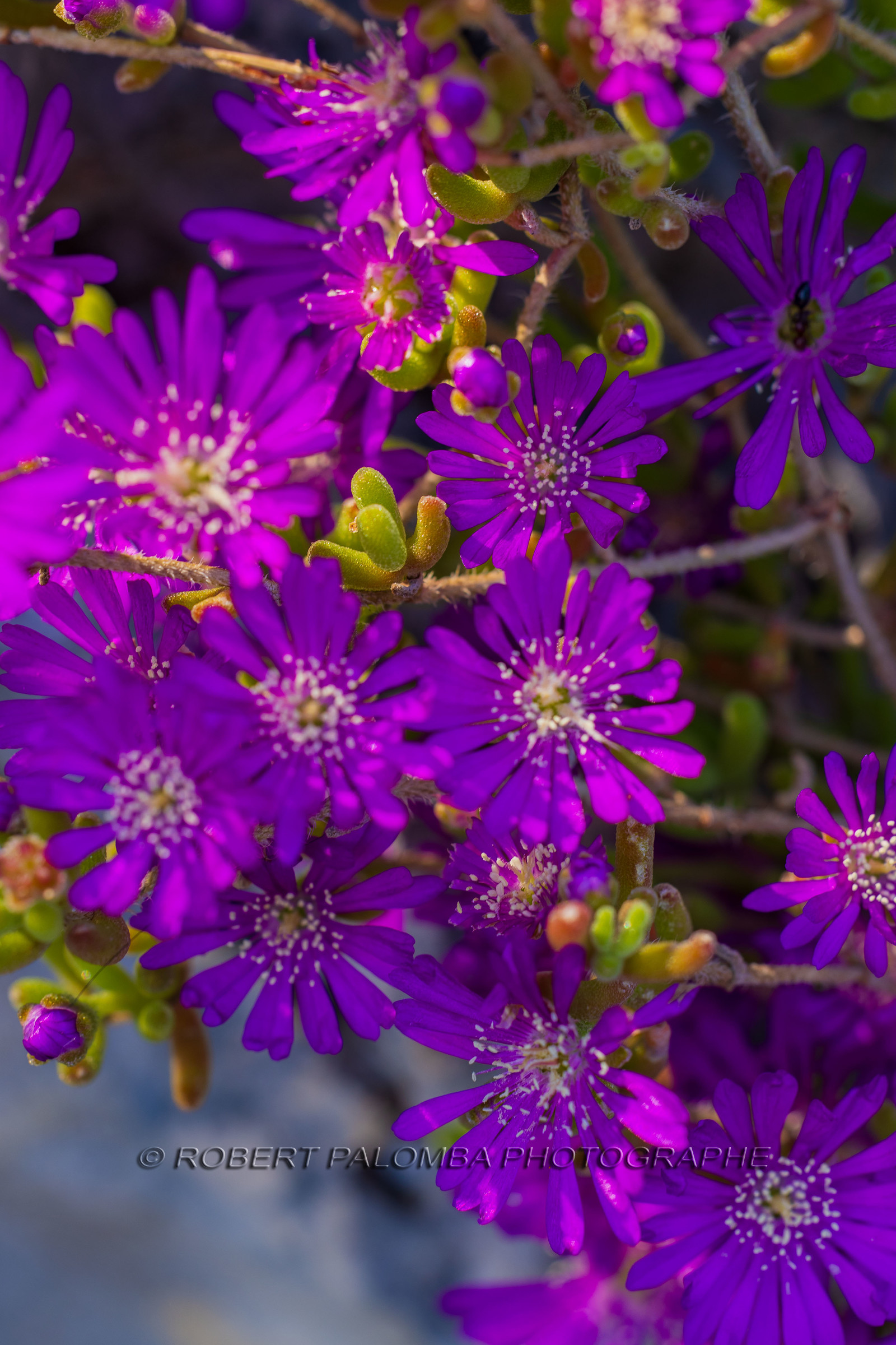 Eze Jardin exotique