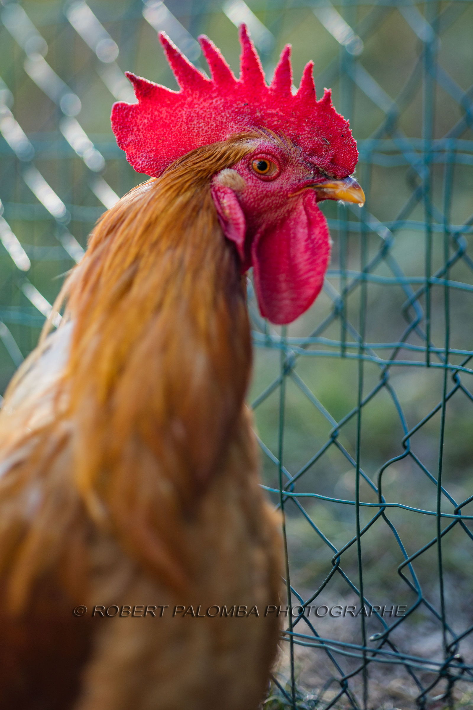 Coq