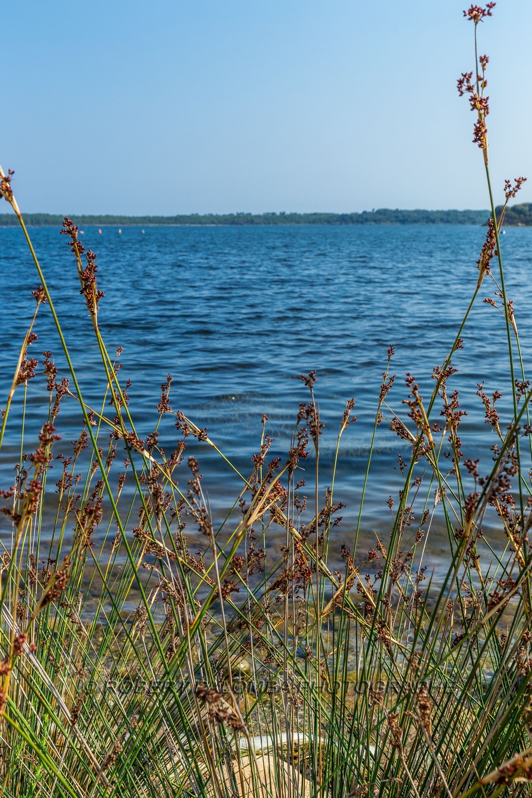 Etang d'Urbinu