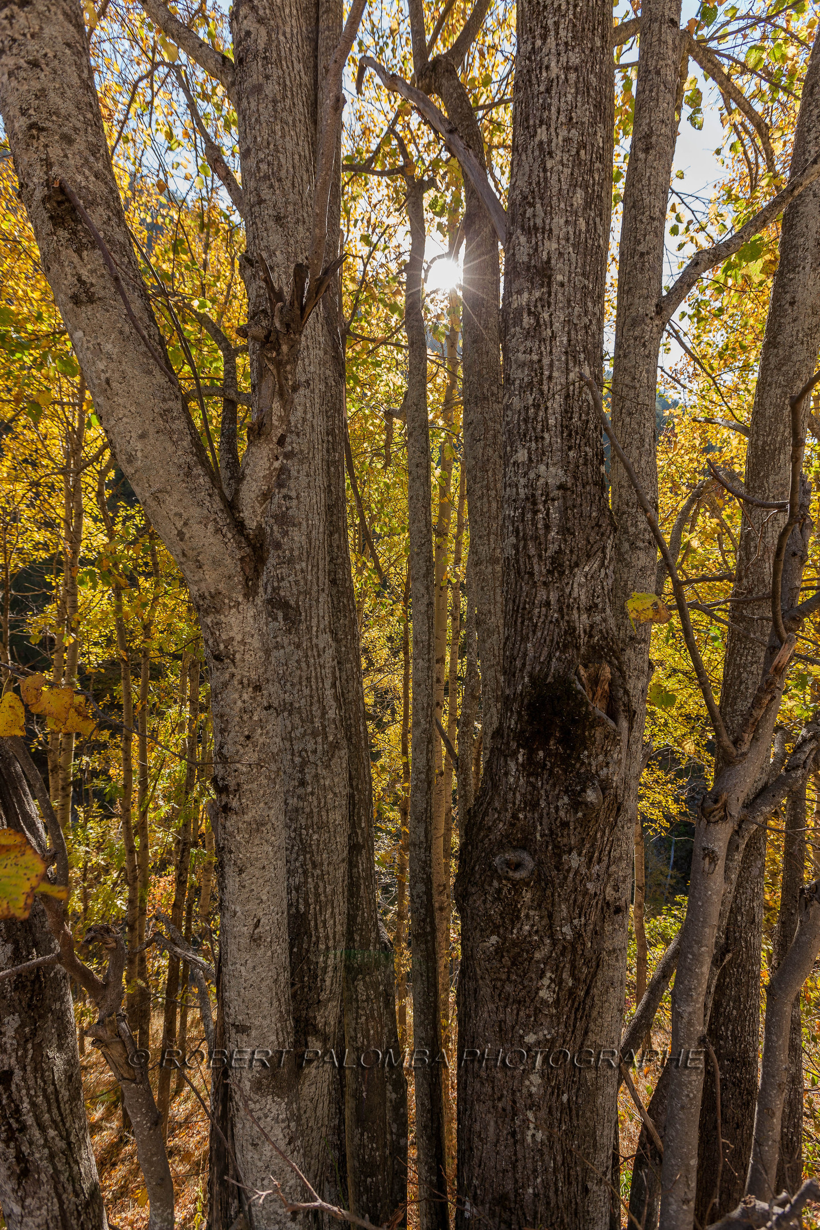 Saint-Dalmas-le-Selvage