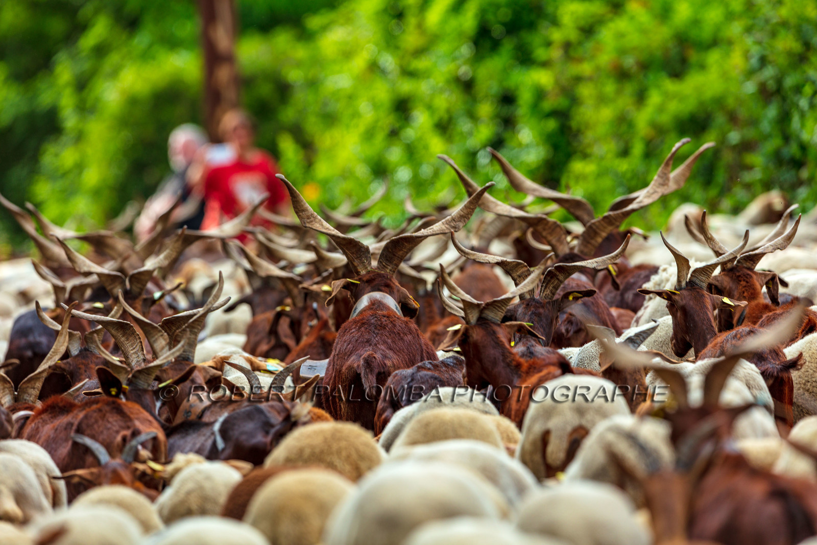 Transhumance