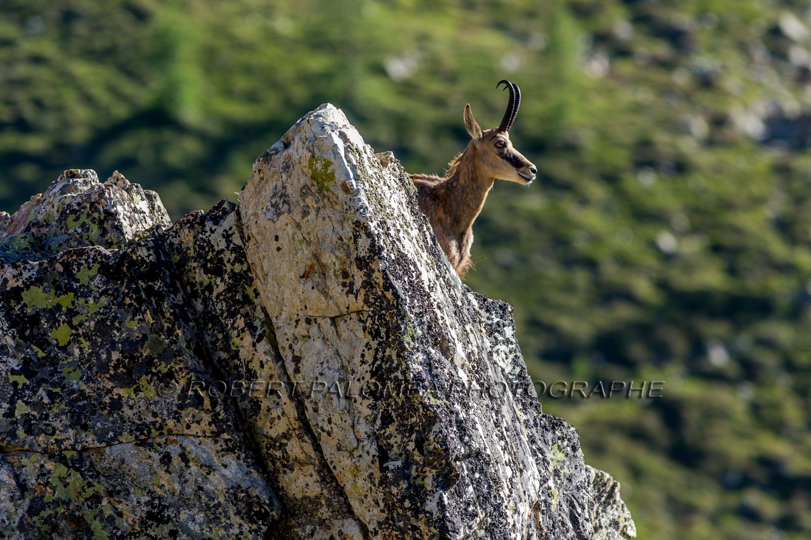 Chamois