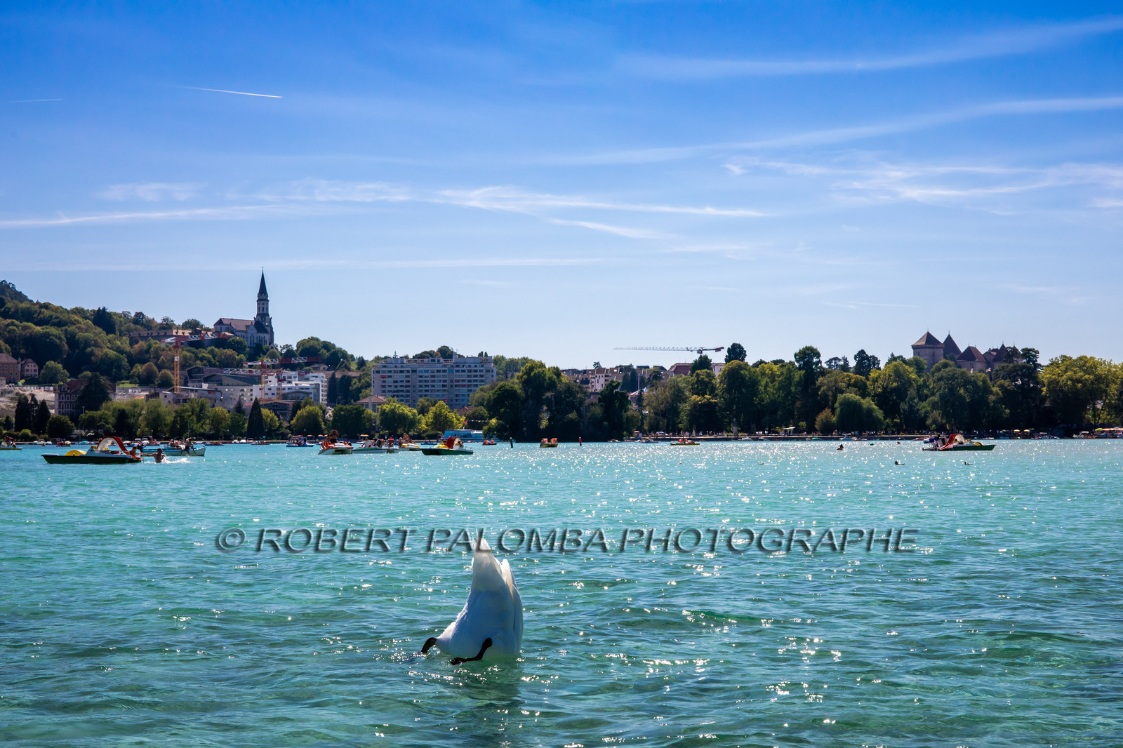 Cygne sur le Lac d'Annecy