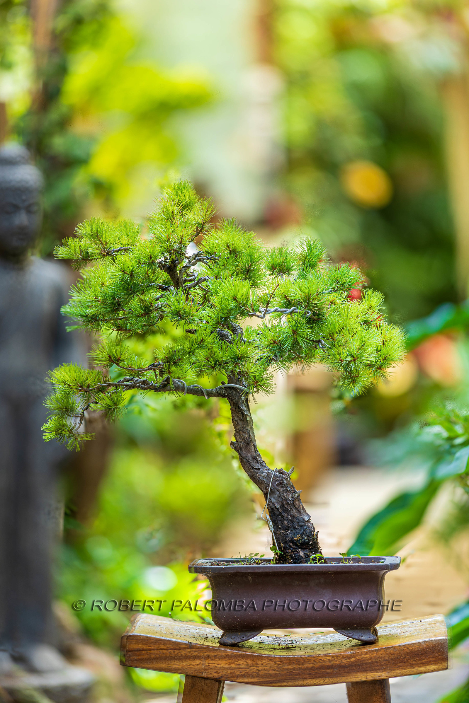 Bonsai Center