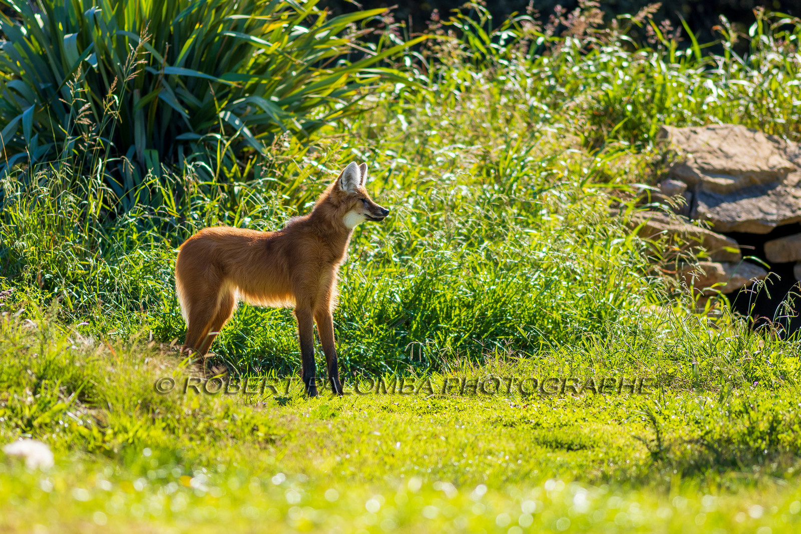 Parc animalier de la Barben